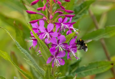 Pembe çiçekler üzerinde Bumble bee