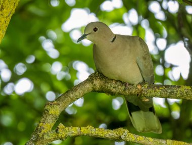 Yakalı güvercin bir ağacın dalına tünemiş.