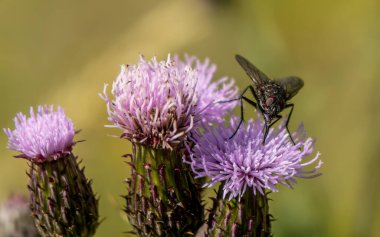 Mor bir devedikeni olan küçük bir sinek.