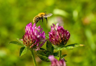 Yonca çiçeğinden polen toplayan yaban arısı