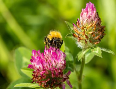 Yonca çiçeğinden polen toplayan yaban arısı