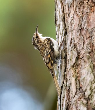 Ağaçların arasındaki ağaç gövdesinde sürünen kuş.