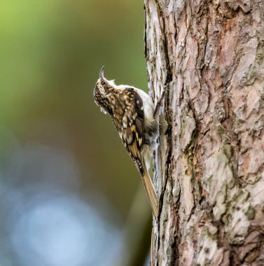 Ağaçların arasındaki ağaç gövdesinde sürünen kuş.
