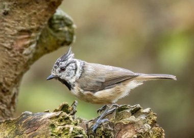 Close up of a rare scottish highlands bird, the Crested Tit