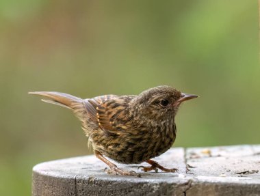 Genç bir Dunnock kuşuna yakın.
