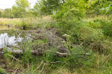 İskoçya, Tay nehrinde bir kunduz barajı