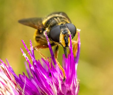 Sericomyia silentis, mor bir bataklık devedikeni üzerinde uçan bir sinek türü. 