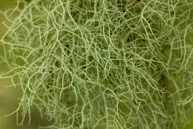 Yeşil yosun makrosunu kapat