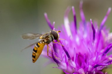 Marmelat hoverfly (Episyrphus balteatus) devedikeni kapat