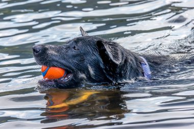 Bir top ile suda yüzen bir kelpie köpeğine yaklaş.