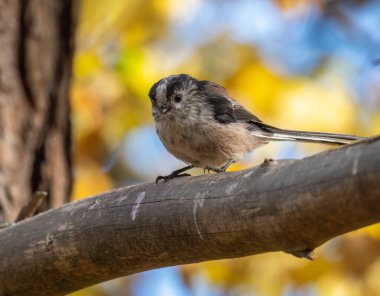Cute long tailed tit on a branch in the forest