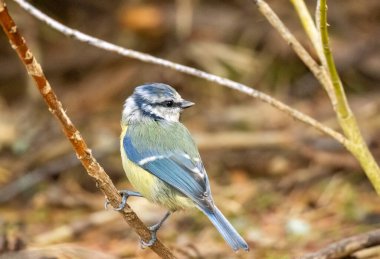 Close up of a blue tit perched on a thin branch
