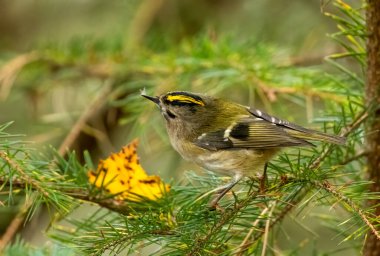 Bir köknar ağacının dalındaki küçük, şirin altın bir armanın yakınında.