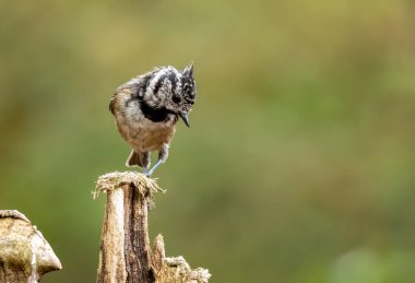 Close up of a scottish rare highlands bird, the crested tit, in the forest