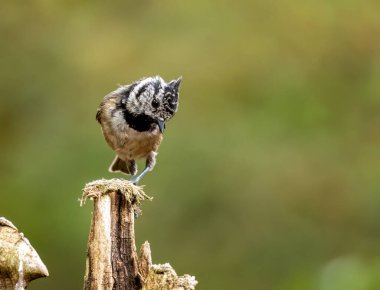 Close up of a scottish rare highlands bird, the crested tit, in the forest