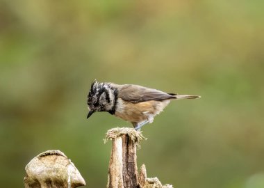 Close up of a scottish rare highlands bird, the crested tit, in the forest