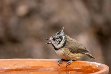 Close up of a rare scottish highlands bird, the crested tit, perched on a water dish in the woodland 