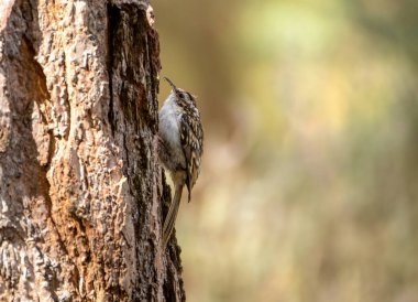 Ormandaki bir ağaç gövdesinde sürünen