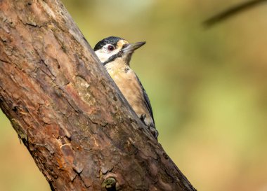 Ormandaki bir ağaç dalındaki benekli ağaçkakana yaklaş.
