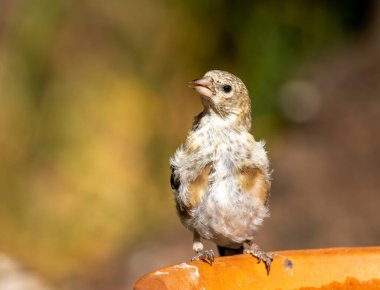 Yavru ispinoz tüylerini yetişkin tüylerine dönüştürüyor.