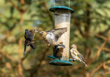 Saka kuşu kuşları bir ayçiçeği kalbi besleyicisi için savaşıyor.