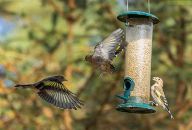 Saka kuşu kuşları bir ayçiçeği kalbi besleyicisi için savaşıyor.