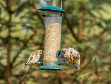 Saka kuşu kuşları bir ayçiçeği kalbi besleyicisi için savaşıyor.