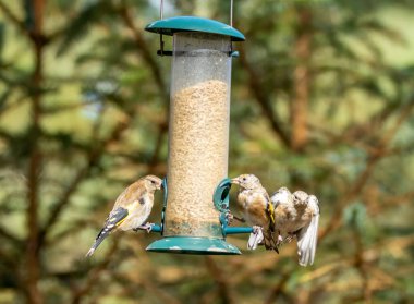 Saka kuşu kuşları bir ayçiçeği kalbi besleyicisi için savaşıyor.