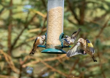 Saka kuşu kuşları bir ayçiçeği kalbi besleyicisi için savaşıyor.