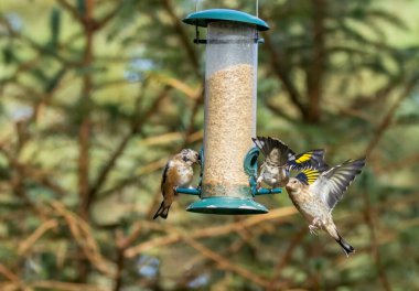 Saka kuşu kuşları bir ayçiçeği kalbi besleyicisi için savaşıyor.