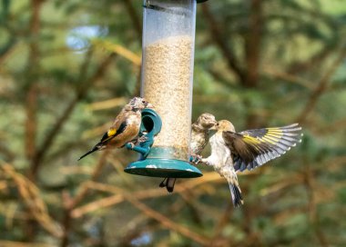 Saka kuşu kuşları bir ayçiçeği kalbi besleyicisi için savaşıyor.