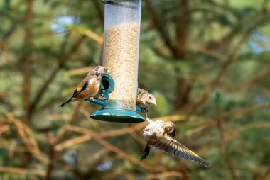 Saka kuşu kuşları bir ayçiçeği kalbi besleyicisi için savaşıyor.