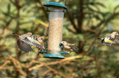 Saka kuşu kuşları bir ayçiçeği kalbi besleyicisi için savaşıyor.