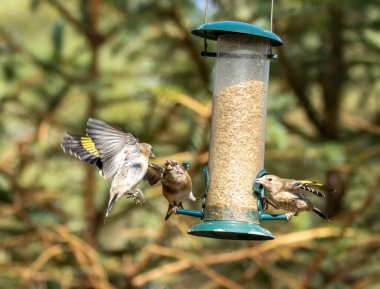 Saka kuşu kuşları bir ayçiçeği kalbi besleyicisi için savaşıyor.