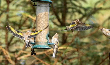 Saka kuşu kuşları bir ayçiçeği kalbi besleyicisi için savaşıyor.