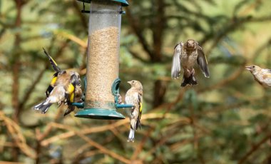 Saka kuşu kuşları bir ayçiçeği kalbi besleyicisi için savaşıyor.