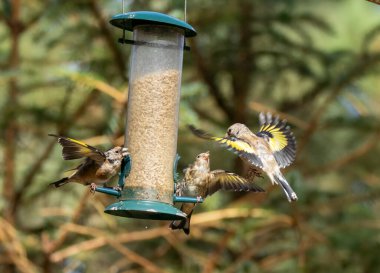 Saka kuşu kuşları bir ayçiçeği kalbi besleyicisi için savaşıyor.