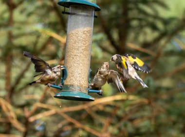 Saka kuşu kuşları bir ayçiçeği kalbi besleyicisi için savaşıyor.