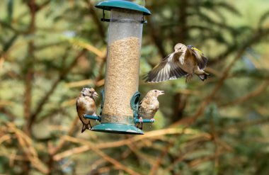 Saka kuşu kuşları bir ayçiçeği kalbi besleyicisi için savaşıyor.