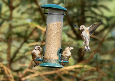 Saka kuşu kuşları bir ayçiçeği kalbi besleyicisi için savaşıyor.