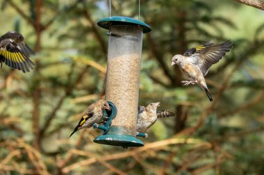 Saka kuşu kuşları bir ayçiçeği kalbi besleyicisi için savaşıyor.