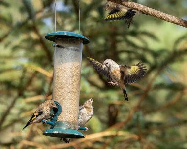 Saka kuşu kuşları bir ayçiçeği kalbi besleyicisi için savaşıyor.