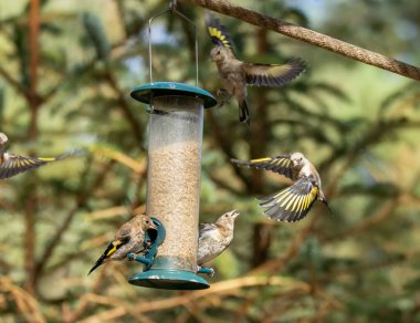Saka kuşu kuşları bir ayçiçeği kalbi besleyicisi için savaşıyor.