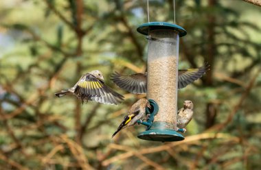 Saka kuşu kuşları bir ayçiçeği kalbi besleyicisi için savaşıyor.