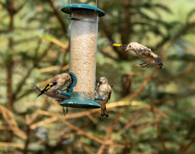 Saka kuşu kuşları bir ayçiçeği kalbi besleyicisi için savaşıyor.