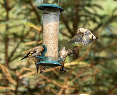 Saka kuşu kuşları bir ayçiçeği kalbi besleyicisi için savaşıyor.