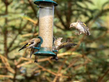Saka kuşu kuşları bir ayçiçeği kalbi besleyicisi için savaşıyor.