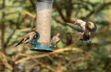 Saka kuşu kuşları bir ayçiçeği kalbi besleyicisi için savaşıyor.