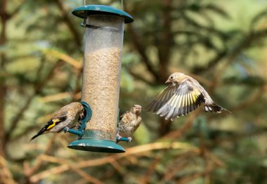 Saka kuşu kuşları bir ayçiçeği kalbi besleyicisi için savaşıyor.