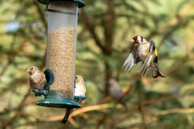 Saka kuşu kuşları bir ayçiçeği kalbi besleyicisi için savaşıyor.